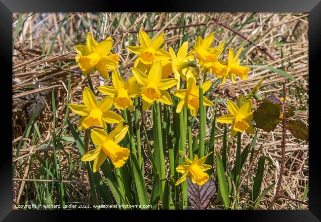 Flowering Dwarf Daffodils Framed Print by Richard Laidler