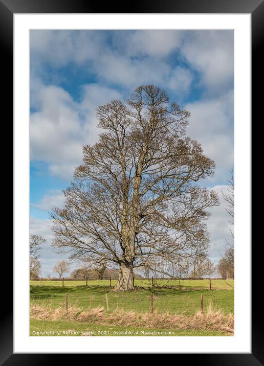 Hutton Hall Sycamore Silhouette Framed Mounted Print by Richard Laidler