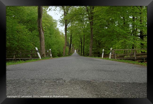 Vanishing point perspective - empty road through a forest Framed Print by Lensw0rld 