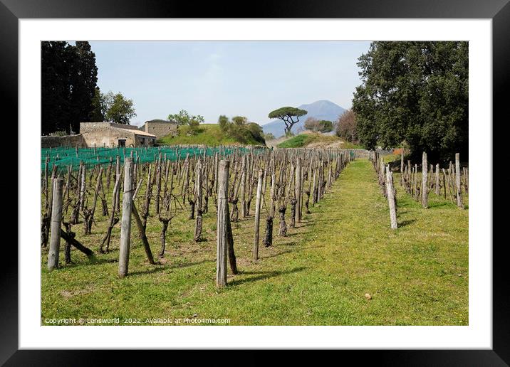 Grapevine in front of mount Vesuvius in Italy Framed Mounted Print by Lensw0rld 