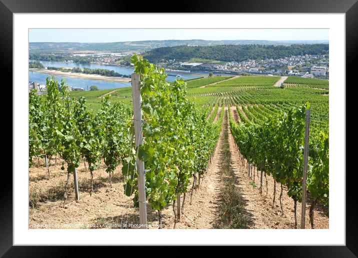 View over the vineyards in the beautiful town of Rüdesheim Framed Mounted Print by Lensw0rld 
