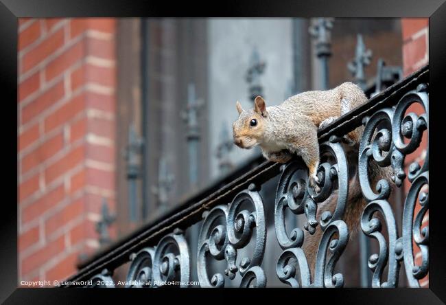 Squirrel climbing a balcony in Boston, MA Framed Print by Lensw0rld 