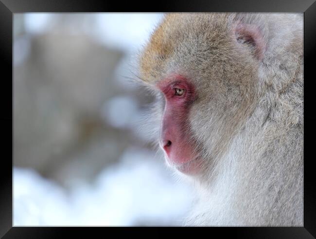 Snow monkey in Nagano prefecture, Japan Framed Print by Lensw0rld 