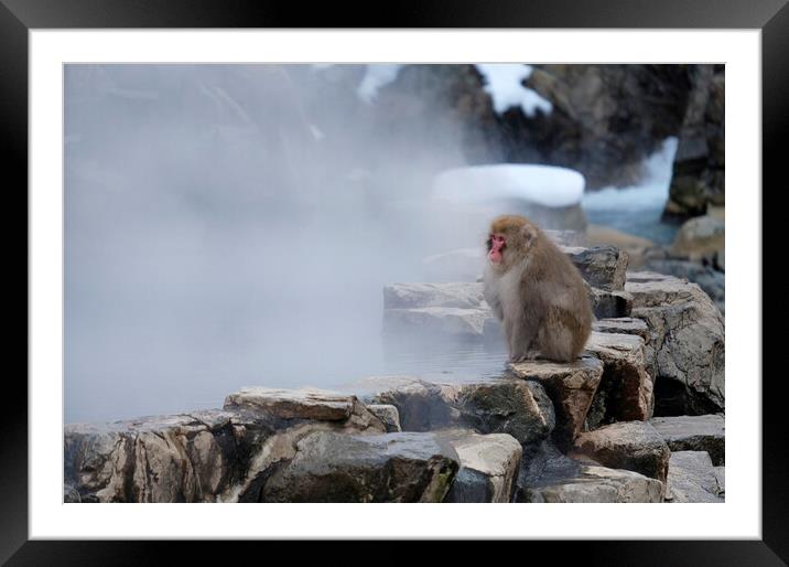 Snow monkey sitting on a rock Framed Mounted Print by Lensw0rld 