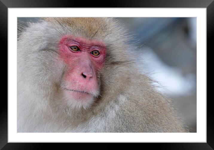 Snow monkey in Nagano prefecture, Japan Framed Mounted Print by Lensw0rld 