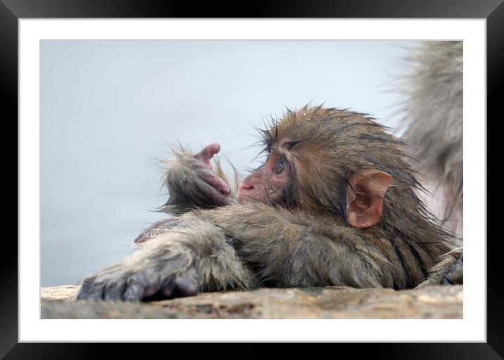 Baby snow monkey in a hot spring Framed Mounted Print by Lensw0rld 