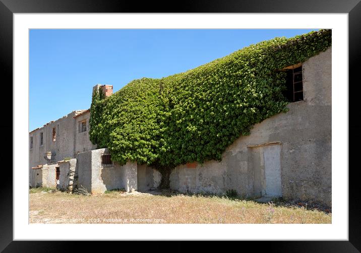 Tree house - Ivy plant growing around an abandoned building Framed Mounted Print by Lensw0rld 