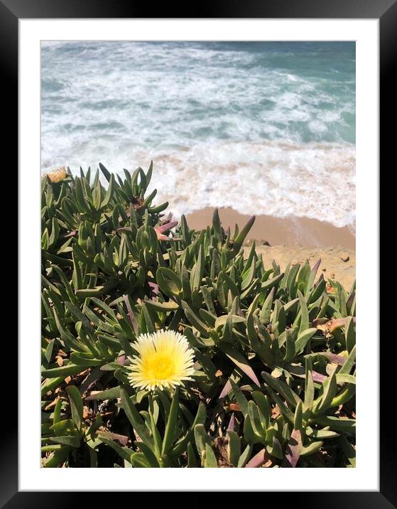 Yellow succulent flower with waves in the background Framed Mounted Print by Lensw0rld 