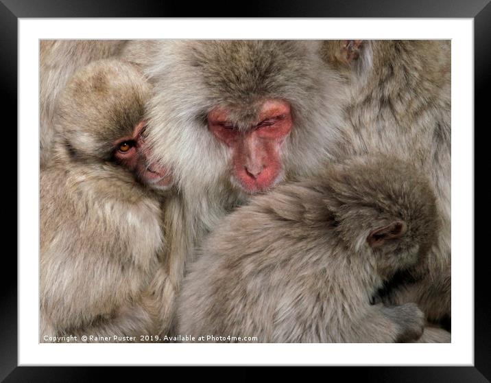 Japanese snow monkey family cuddling up Framed Mounted Print by Lensw0rld 