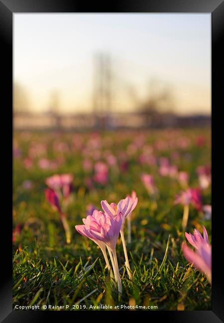 Spring is coming  Framed Print by Lensw0rld 
