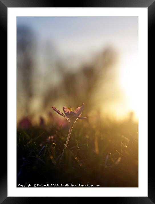 Spring is coming  Framed Mounted Print by Lensw0rld 