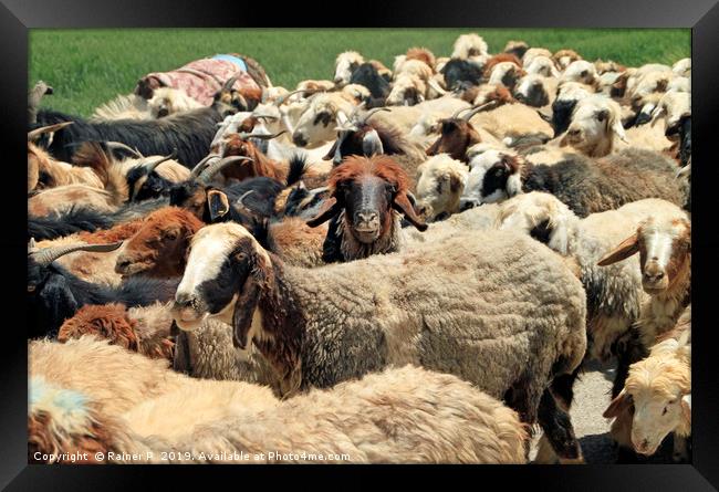 Goats and sheep in Iran Framed Print by Lensw0rld 