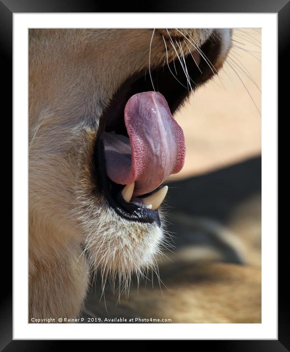 Young lion yawning Framed Mounted Print by Lensw0rld 