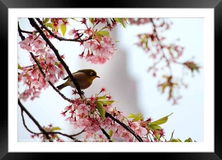 Japanese Mejiro in a cherry blossom tree Framed Mounted Print by Lensw0rld 