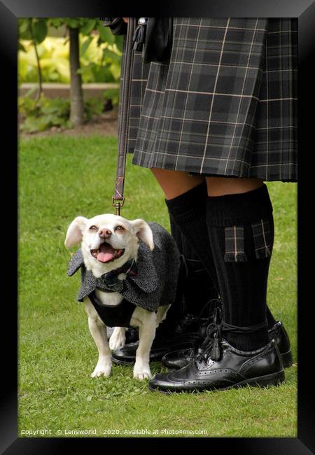 Smiling dog at a wedding in Scotland Framed Print by Lensw0rld 