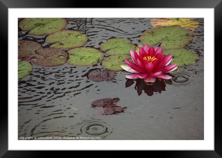 Lotus flower in a pond during rain Framed Mounted Print by Lensw0rld 