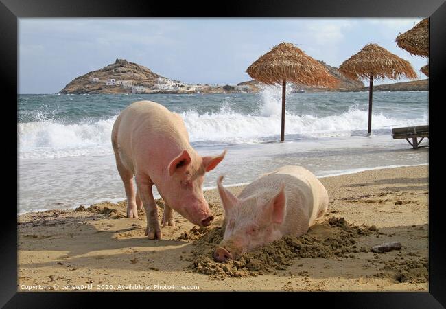 Two pigs lying at a beach on Mykonos Framed Print by Lensw0rld 