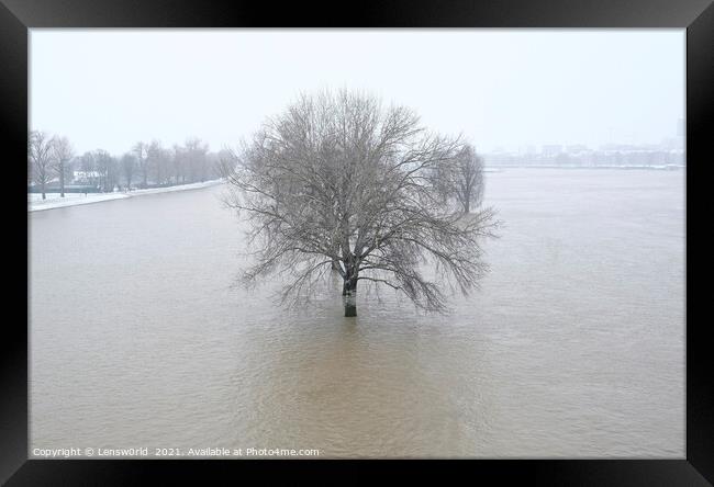 Lone tree during the flooding of the river Rhine i Framed Print by Lensw0rld 