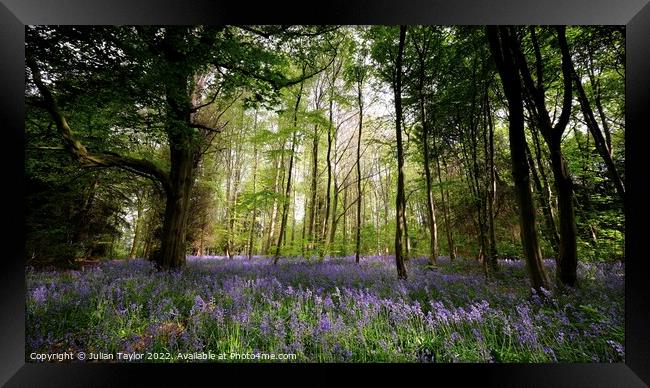 Bluebells in the Wood Framed Print by Jules Taylor