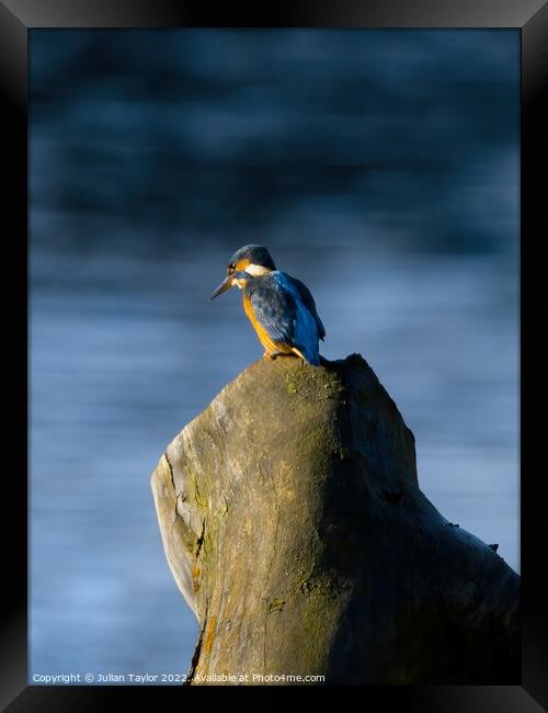 Kingfisher Framed Print by Jules Taylor