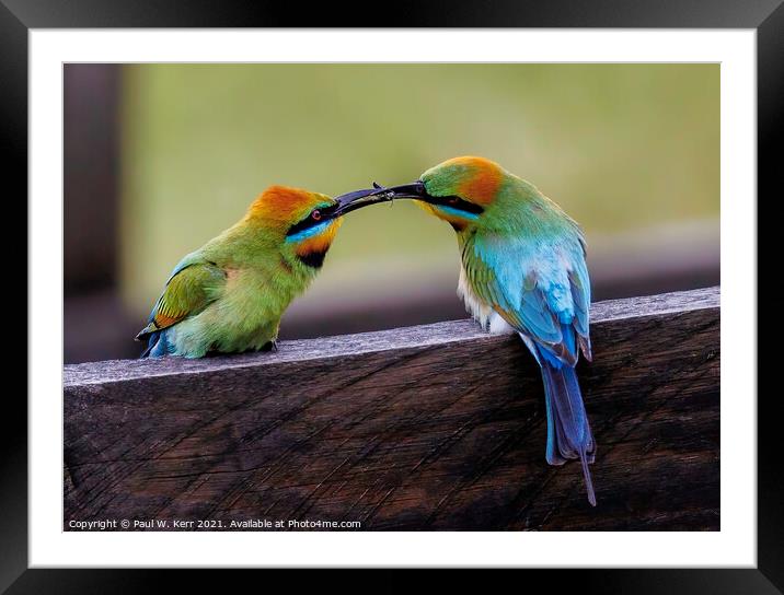 Courting - Rainbow Bee Eaters Framed Mounted Print by Paul W. Kerr