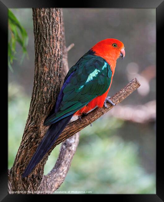 King Parrot Framed Print by Paul W. Kerr