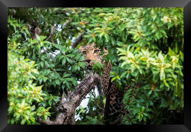 Leopard in a tree Framed Print by Paul W. Kerr