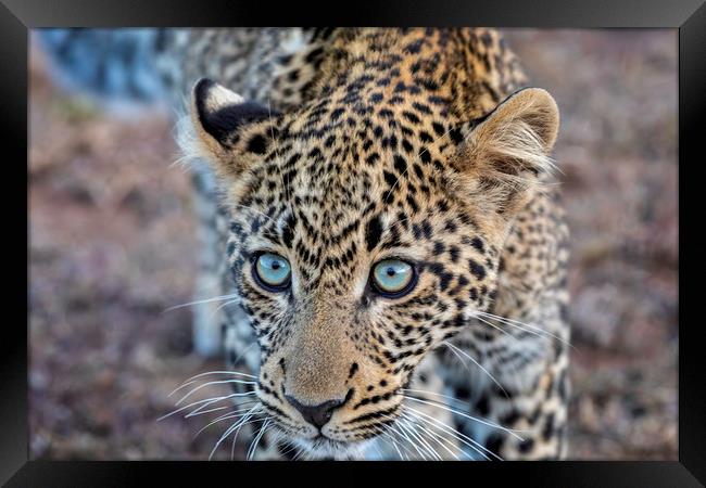 Getting up close ... a leopard takes a look Framed Print by Paul W. Kerr