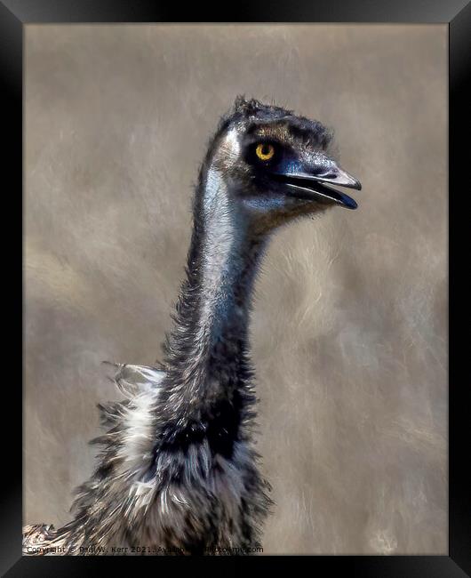 Old man emu ... Framed Print by Paul W. Kerr