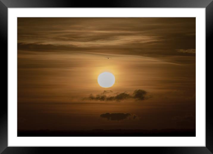 The Sunset Gull Framed Mounted Print by David Wilson
