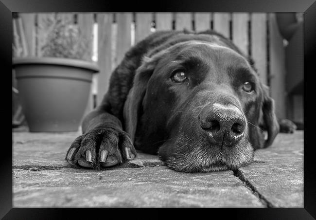 The old Labrador resting Framed Print by David Wilson