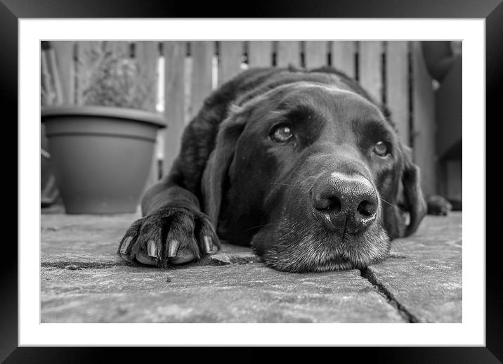 The old Labrador resting Framed Mounted Print by David Wilson