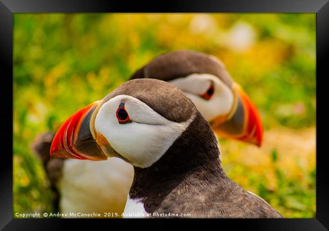 Puffins Framed Print by Andrew McConochie