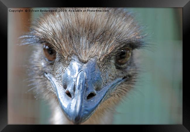 Emu real close-up Framed Print by Sylvain Beauregard