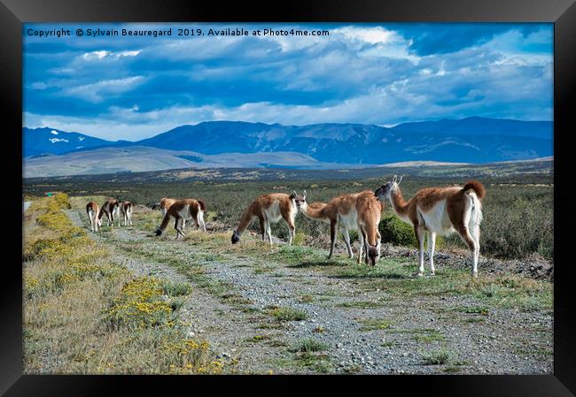 Wild alpacas in Argentina country Framed Print by Sylvain Beauregard