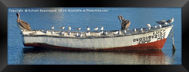 Bird taking over fisherman's boat, panorama 3:1 Framed Print by Sylvain Beauregard