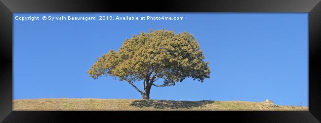 Lonely tree, panorama, central, 3:1 Framed Print by Sylvain Beauregard