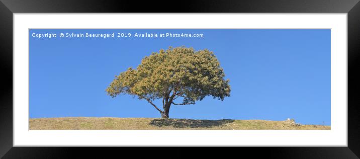 Lonely tree, panorama, central, 3:1 Framed Mounted Print by Sylvain Beauregard