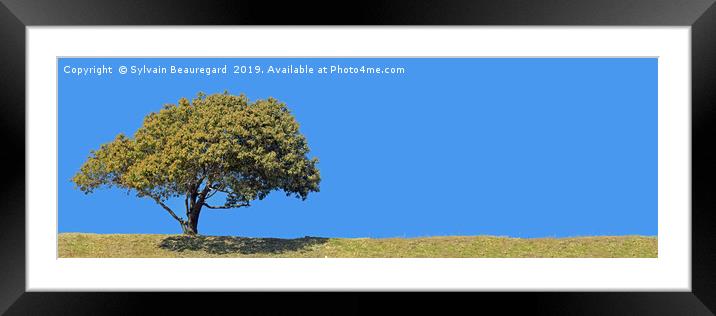 Lonely tree, panorama, left side, 3:1 Framed Mounted Print by Sylvain Beauregard