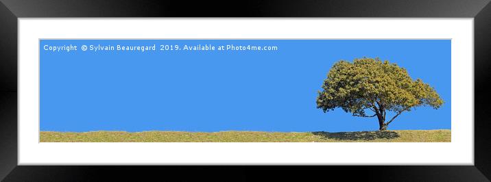 Lonely tree, panorama, right side, 4:1 Framed Mounted Print by Sylvain Beauregard