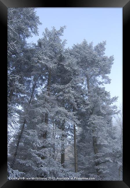 Snowy Trees Framed Print by Iain McGillivray