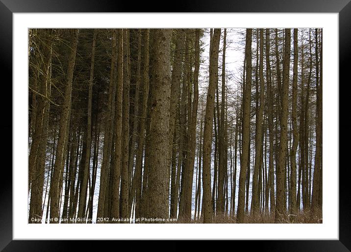 Shaded Trees Framed Mounted Print by Iain McGillivray