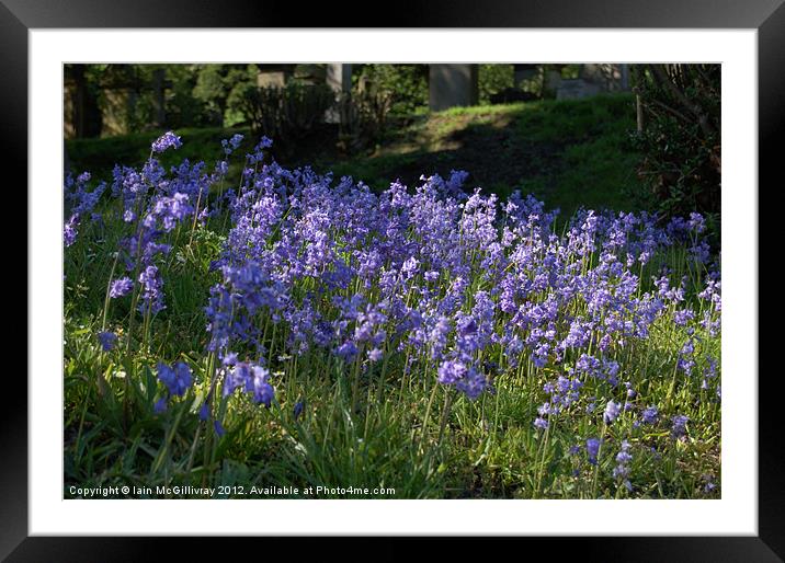 Bluebells Framed Mounted Print by Iain McGillivray
