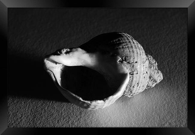 Sidelit Whelk Shell Framed Print by Iain McGillivray
