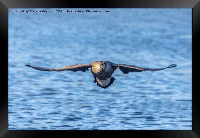 Canada Goose Framed Print by Mark D Popovic