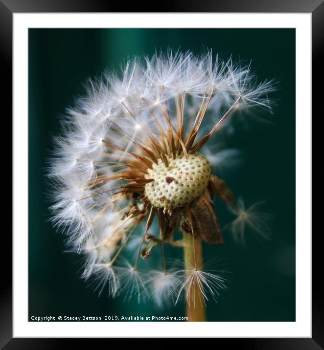             Blown dandelion Framed Mounted Print by Stacey Bettson