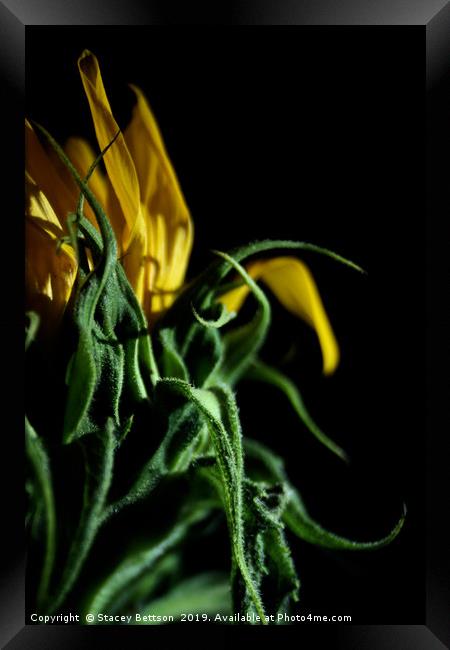 Sunflower                                Framed Print by Stacey Bettson