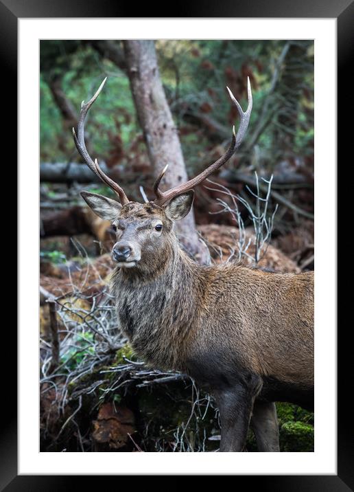 Portrait of Stag in Glen Coe, Scottish Highlands Framed Mounted Print by Callum Laird