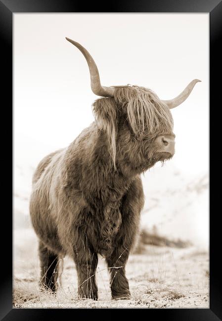 Highland cow, Glen Nevis, Scotland Framed Print by Justin Foulkes