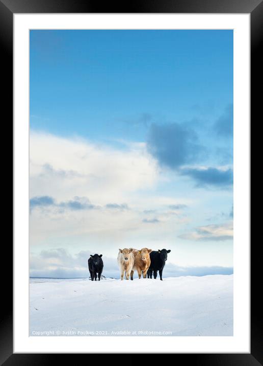 Cows in the snow, Cox Tor, Dartmoor Framed Mounted Print by Justin Foulkes